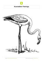 Ausmalbild Flamingo frisst