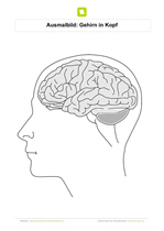 Ausmalbild Gehirn in Kopf
