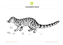 Ausmalbild Genet