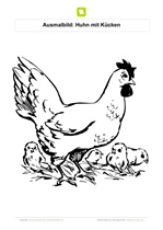 Ausmalbild Huhn mit Kücken