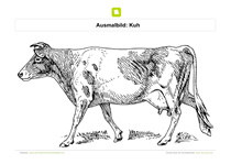 Ausmalbild Kuh auf Weide