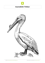 Ausmalbild Pelikan groß