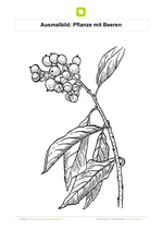 Ausmalbild Pflanze mit Beeren
