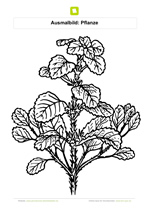 Ausmalbild Pflanze mit Blättern