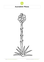 Ausmalbild Pflanze mit langem Stengel