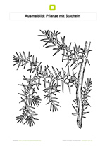 Ausmalbild Pflanze mit Stacheln