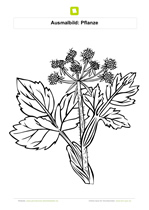 Ausmalbild Pflanze mit weißen Blüten