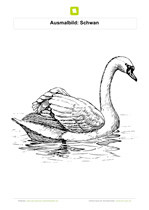 Ausmalbild Schwan