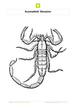 Ausmalbild Skorpion