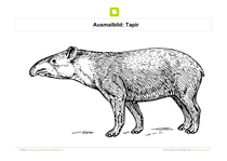 Ausmalbild Tapir