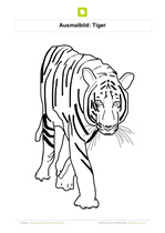 Ausmalbild Tiger schleicht