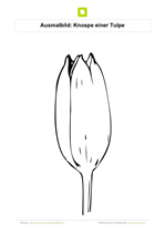 Ausmalbild Tulpe Knospe