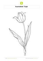 Ausmalbild Tulpe