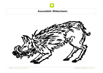 Ausmalbild Wildschwein aggressiv