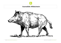 Ausmalbild Wildschwein dick
