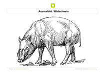 Ausmalbild Wildschwein sucht Nahrung