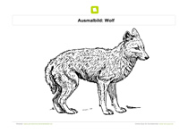 Ausmalbild Wolf in Natur